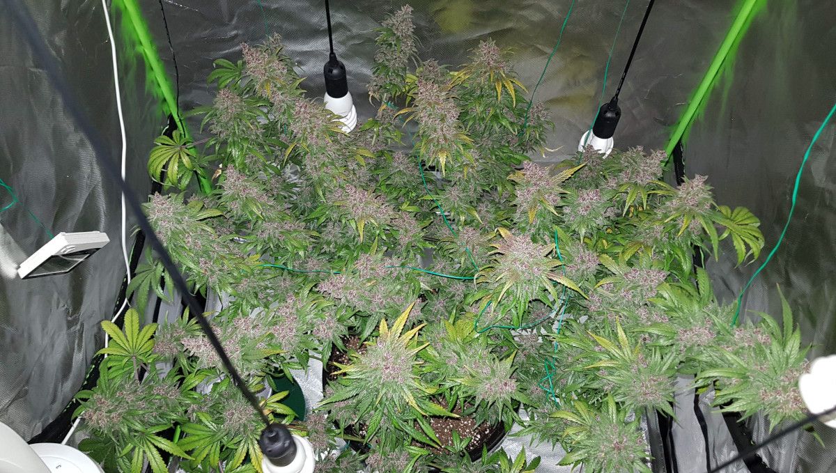 LSD-25 Auto cannabis strain: ripening and harvest | weeks 10-12 | a huge indoor autoflower with multiple colas of great size and faded yellow leaves