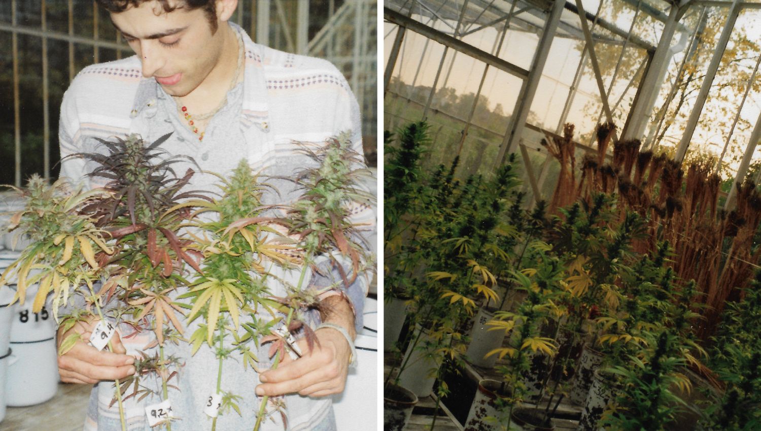 Sasha's comparative study in Poland. Testing Lowryder's parents, 1996. Sasha's comparative study in Poland. Testing Lowryder's parents, 1996.