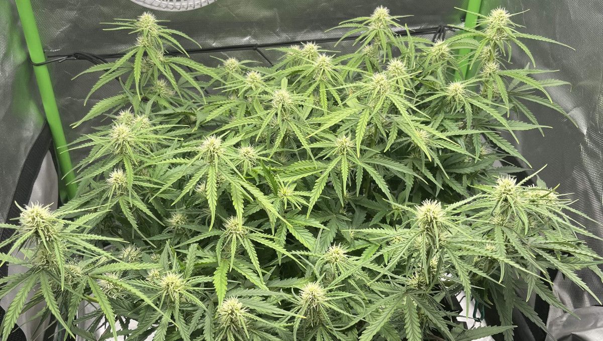 Amnesia Z Auto cannabis strain: early flower | weeks 6-7 | an autoflower with a great number of flowering tops Amnesia Z Auto cannabis strain: early flower | weeks 6-7 | an autoflower with a great number of flowering tops