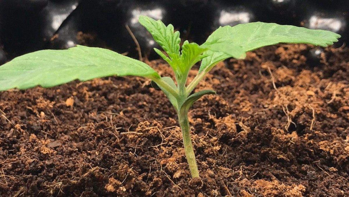Vanilla Kush cannabis strain: germination and seedling stage | week 1 Vanilla Kush cannabis strain: germination and seedling stage | week 1