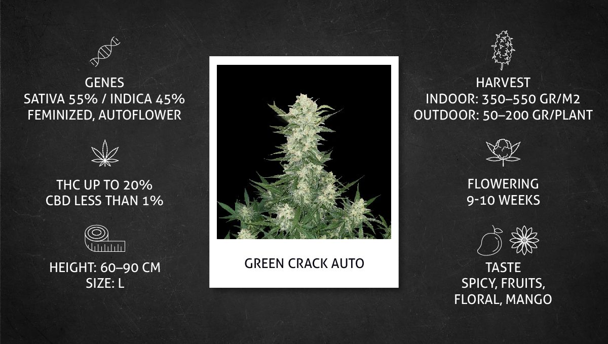 Green Crack Auto cannabis strain: specs sheet