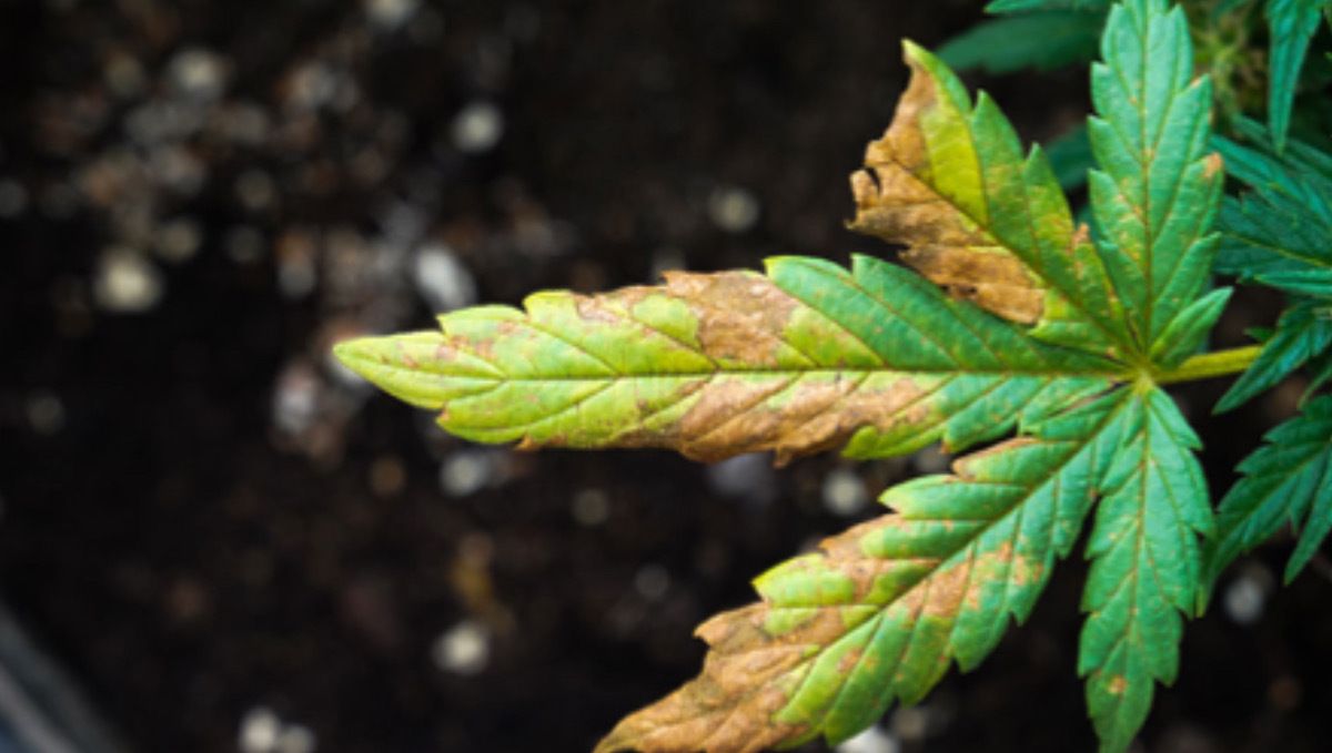 Cómo detectar excesos y carencias en la marihuana: cómo detectar excesos y carencias de la marihuana