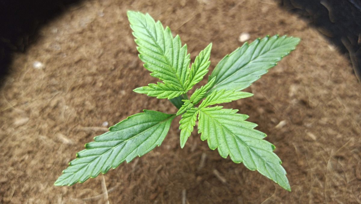 Forbidden Runtz Auto Cannabis Strain Week-by-Week Guide: A 10 days old autoflower seedling with a yellowish growing point Forbidden Runtz Auto Cannabis Strain Week-by-Week Guide: A 10 days old autoflower seedling with a yellowish growing point