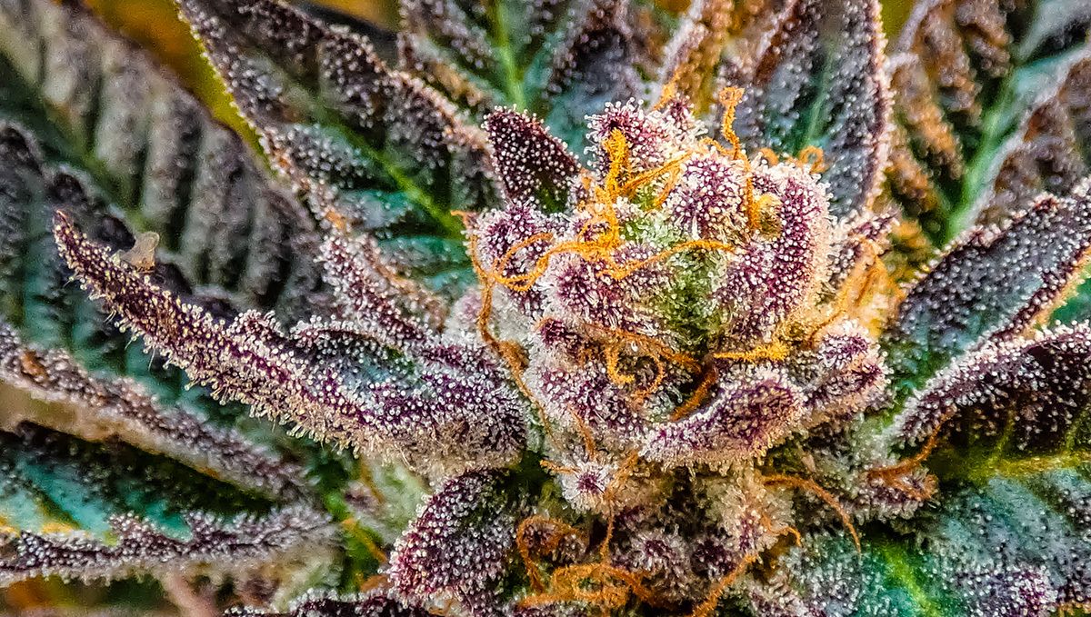 Unmengen an Harz auf einer autoflowering Cannabispflanze. Unmengen an Harz auf einer autoflowering Cannabispflanze.