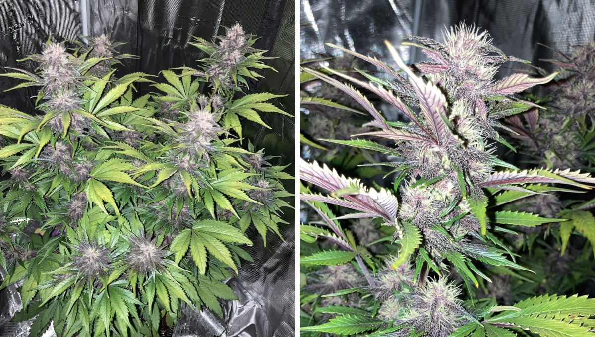 Auto Blackberry Kush cannabis strain: mid flower (bulk phase) | weeks 8-9 | a maturing indoor autoflower with yellowing leaves and purple colas and a closeup of one of those colas