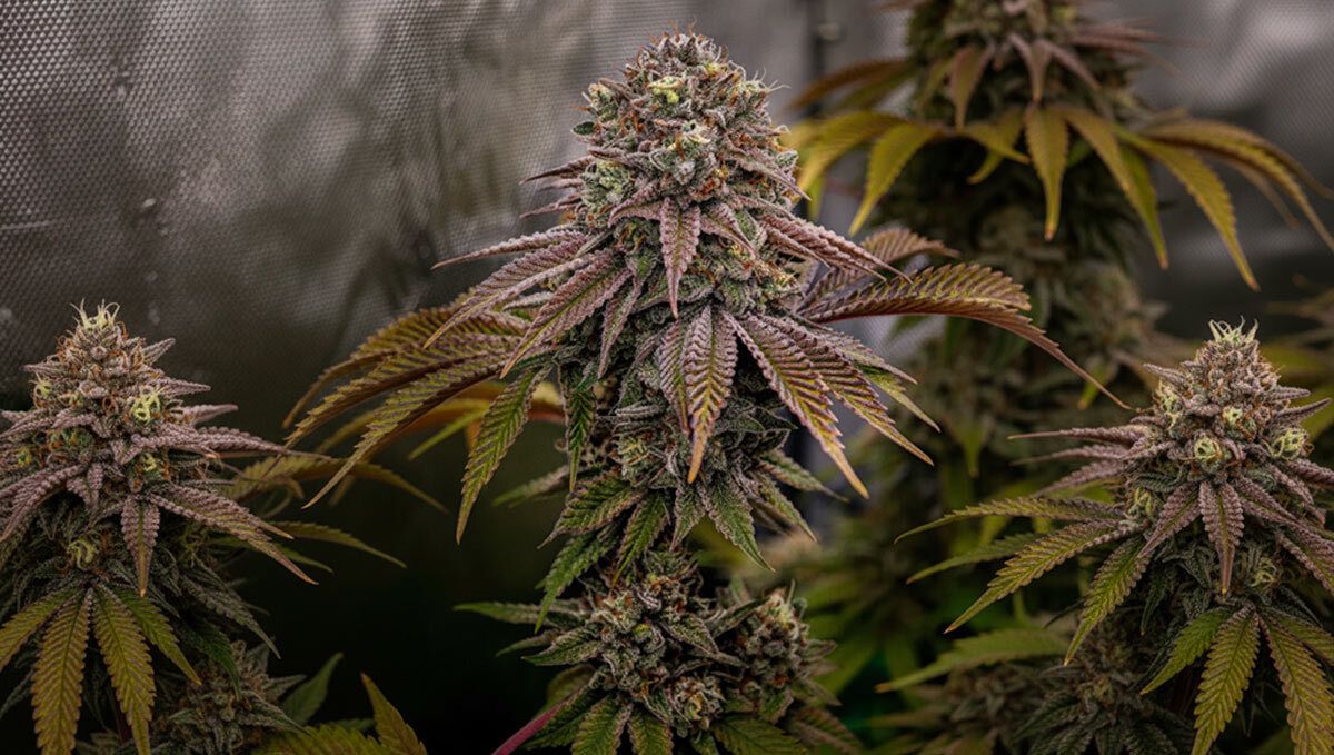 Orange Sherbet
