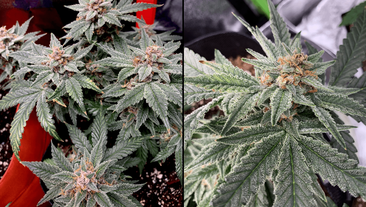 Best auto strains for sleep: strawberry pie auto