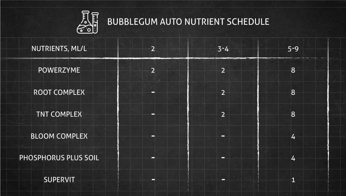 BubbleGum Auto cannabis strain: feeding chart for the vegetative and flowering stages