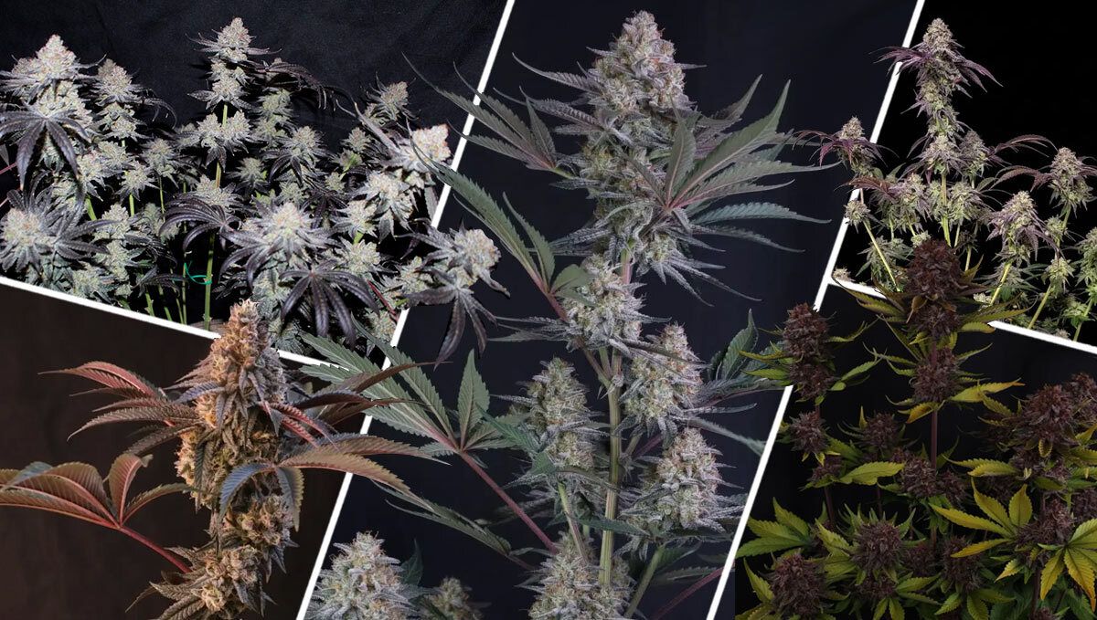 What Makes A Great Beginner Strain?