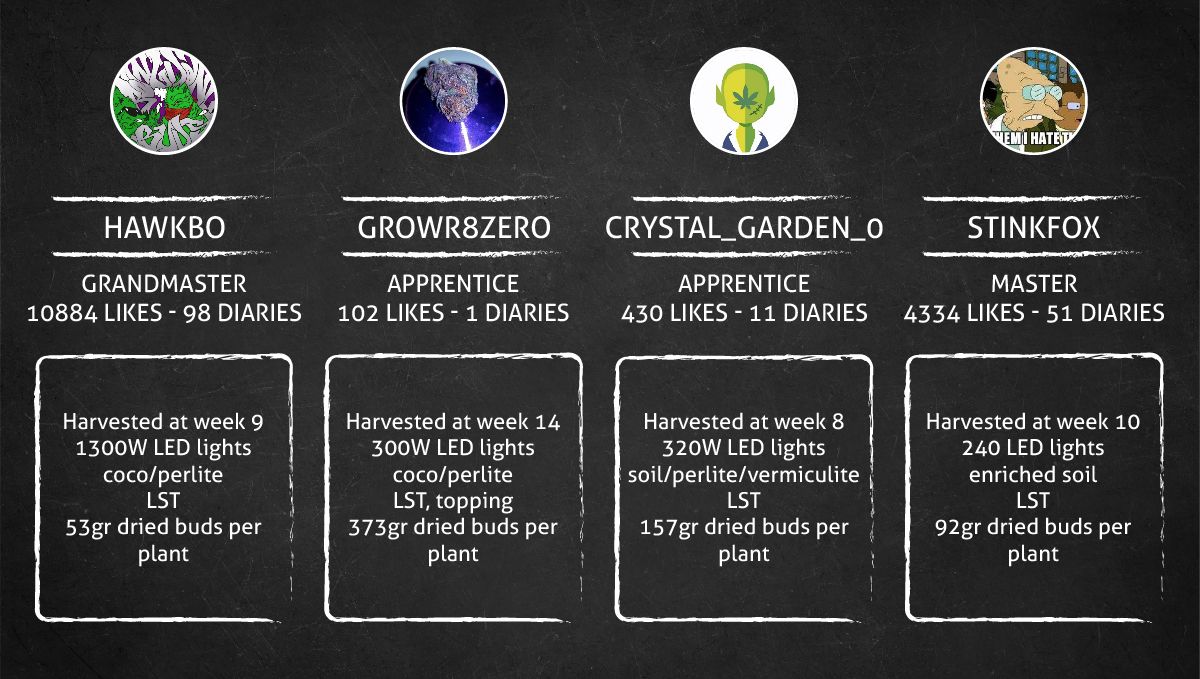 LSD-25 Auto cannabis strain: outcome