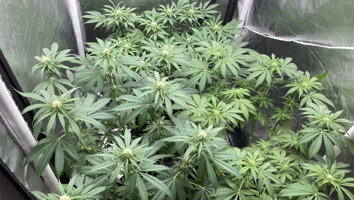 The lifecycle of the autoflowering cannabis plant: week 7 to week 9 The lifecycle of the autoflowering cannabis plant: week 7 to week 9