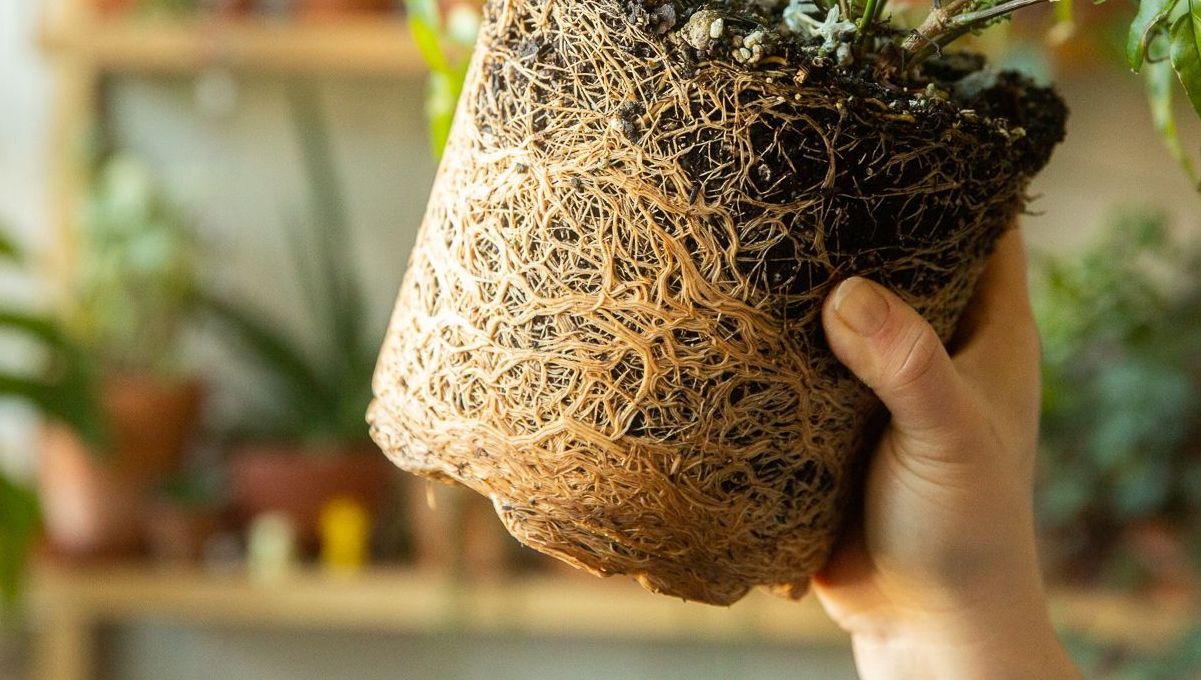 How to Successfully Repot a Cannabis Plant: The root ball of a rootbound houseplant How to Successfully Repot a Cannabis Plant: The root ball of a rootbound houseplant