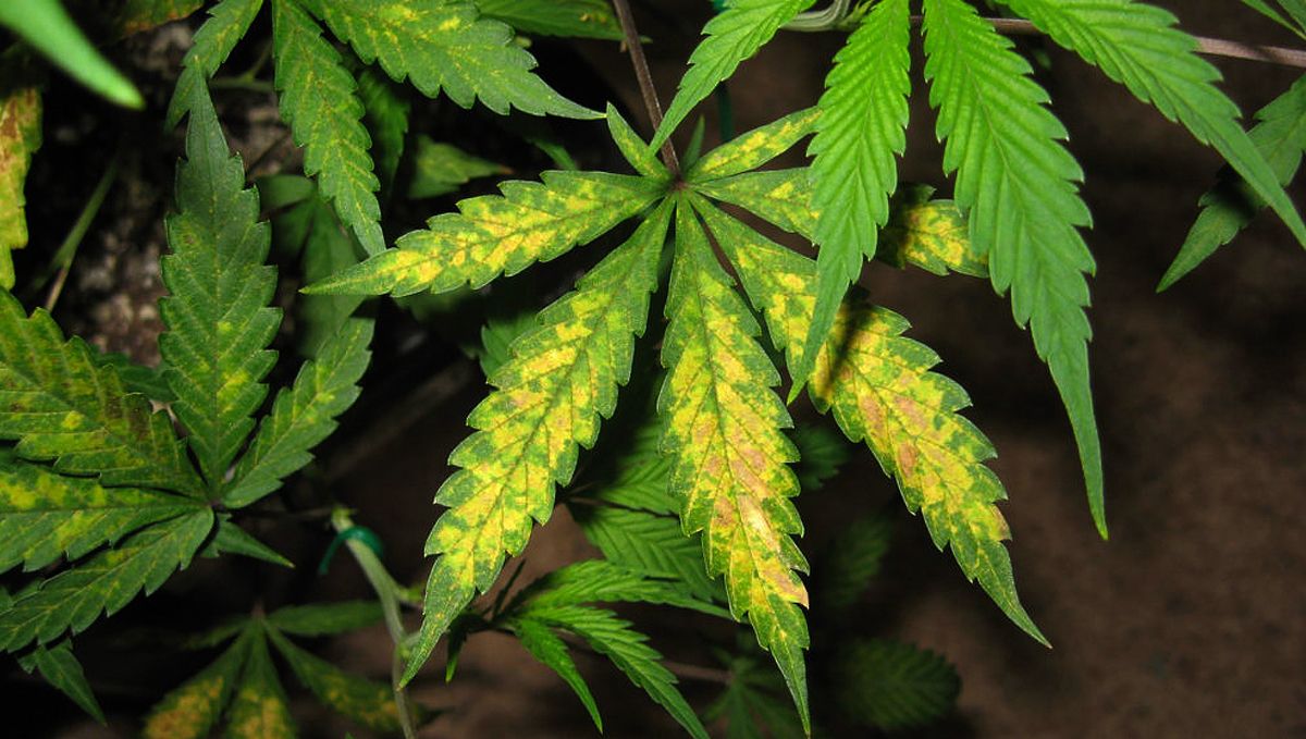 A comprehensive guide to cannabis plant nutrient deficiencies and solutions: Identifying and treating nutrient deficiencies