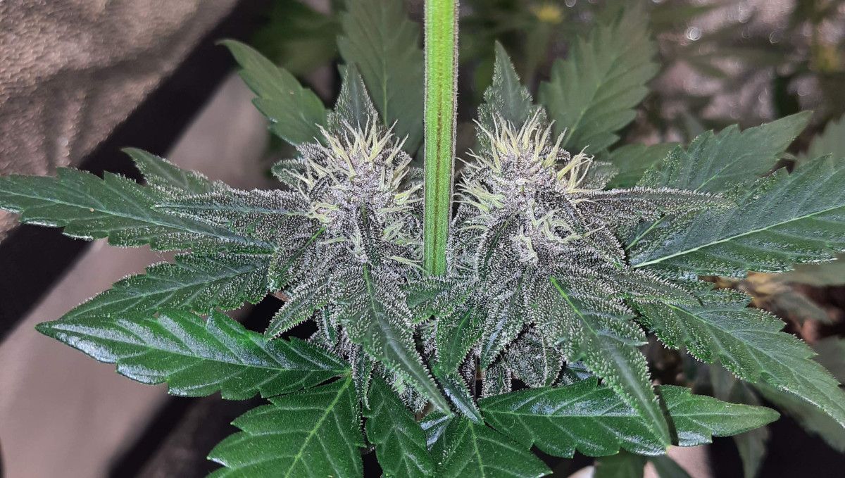 Tropicana Cookies Auto cannabis strain: early flower | weeks 6-7 | a pair of buds at a middle node Tropicana Cookies Auto cannabis strain: early flower | weeks 6-7 | a pair of buds at a middle node