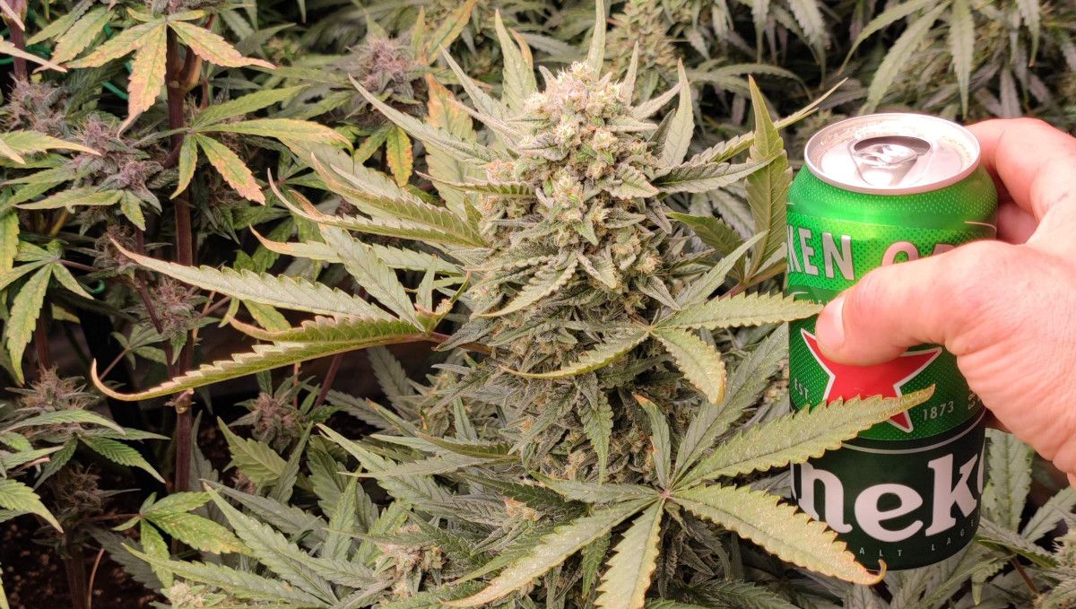 Strawberry Banana Auto cannabis strain: mid flower (bulk phase) | weeks 8-9