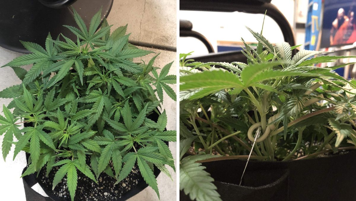 Girl Scout Cookies Auto Cannabis Strain Week-by-Week Guide: A top- and sideview of an indoor marijuana plant with a very short profile and flat canopy Girl Scout Cookies Auto Cannabis Strain Week-by-Week Guide: A top- and sideview of an indoor marijuana plant with a very short profile and flat canopy