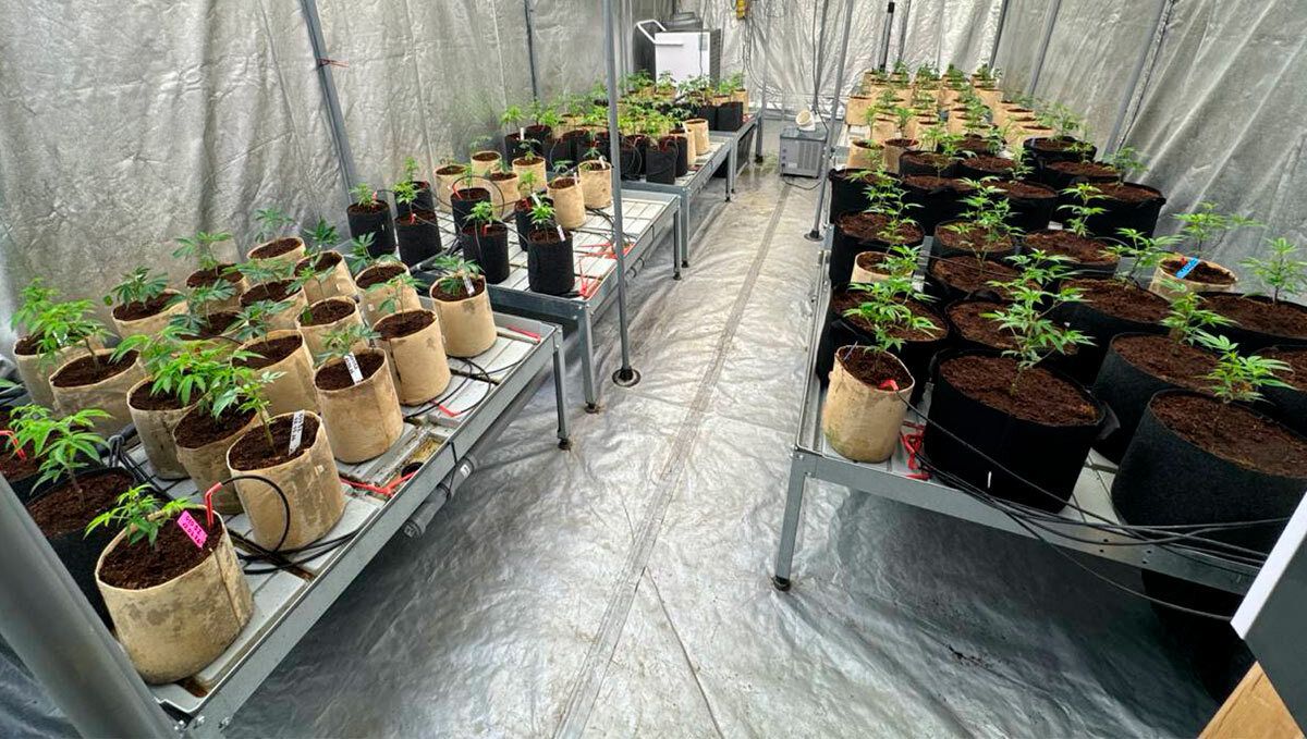 Transplanted clones