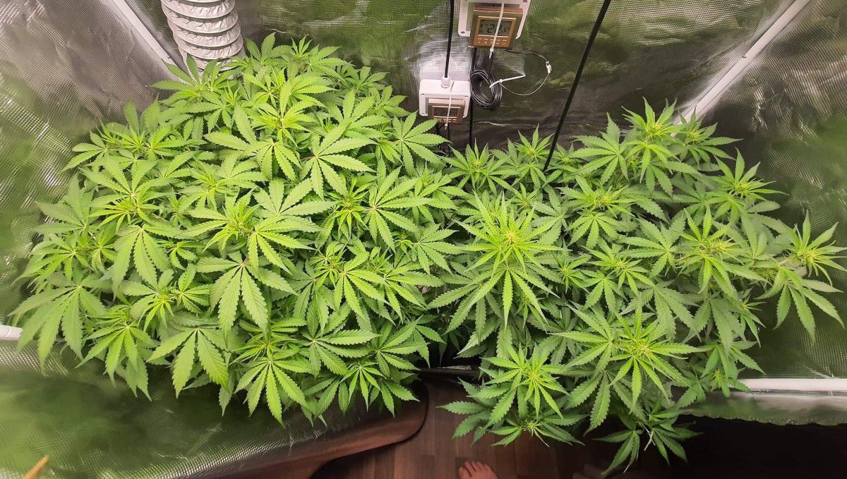 Pineapple Express Auto cannabis strain: transition (pre-flower) | week 5 | two huge and bushy indoor autoflowers Pineapple Express Auto cannabis strain: transition (pre-flower) | week 5 | two huge and bushy indoor autoflowers