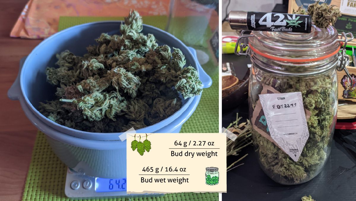 Tropicana Cookies Auto cannabis strain outcome: marijuana buds on the scales and in a mason jar Tropicana Cookies Auto cannabis strain outcome: marijuana buds on the scales and in a mason jar