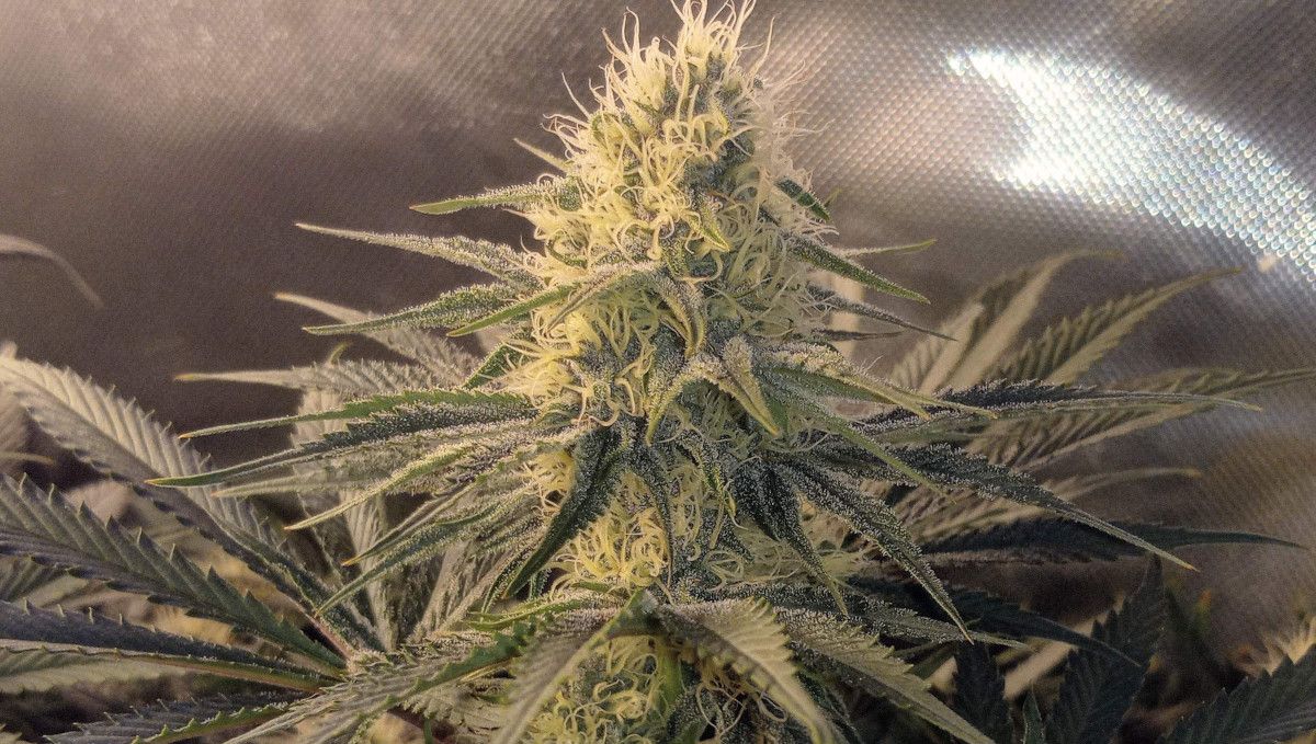 Gorilla Cookies FF cannabis strain: early flower | a plant's flowering apex generously covered in trichomes and white pistils Gorilla Cookies FF cannabis strain: early flower | a plant's flowering apex generously covered in trichomes and white pistils