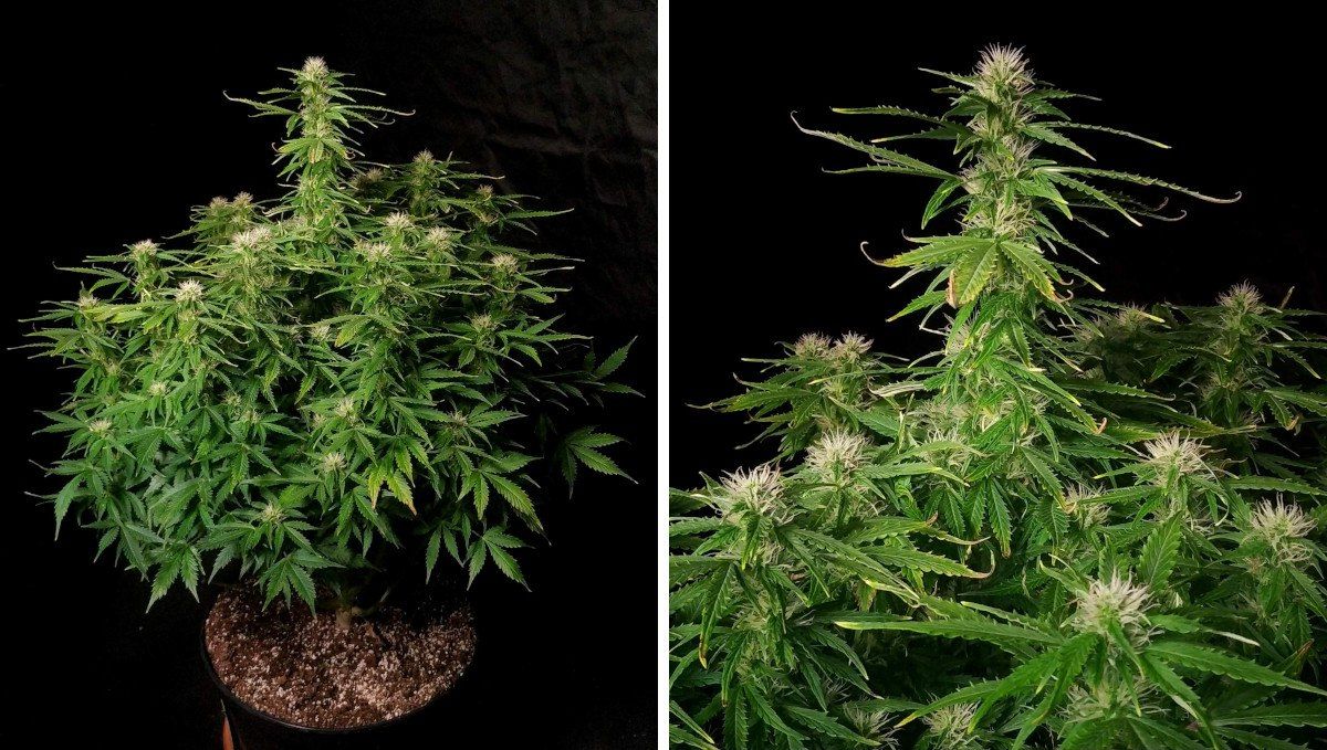 Blueberry Cheese Auto cannabis strain: early flower | weeks 6-7 | an autoflower with colas that have filled out and some discolored fan leaves