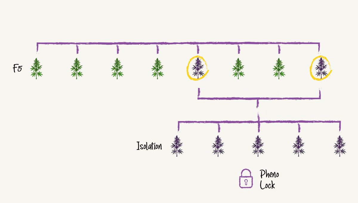 image (2).png pheno lock