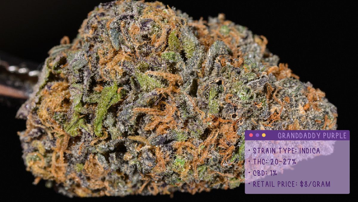 Best Weed Strains for Anxiety: Grandaddy Purple