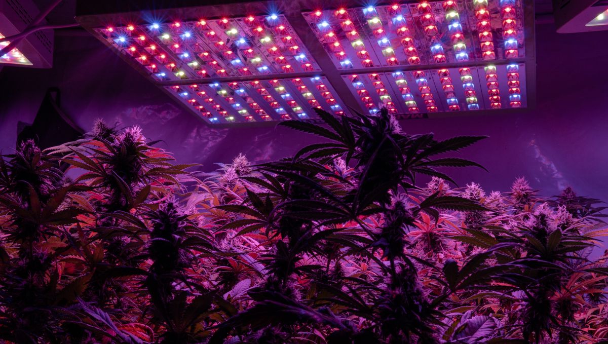 Grow Autoflowers with LEDs: why use leds