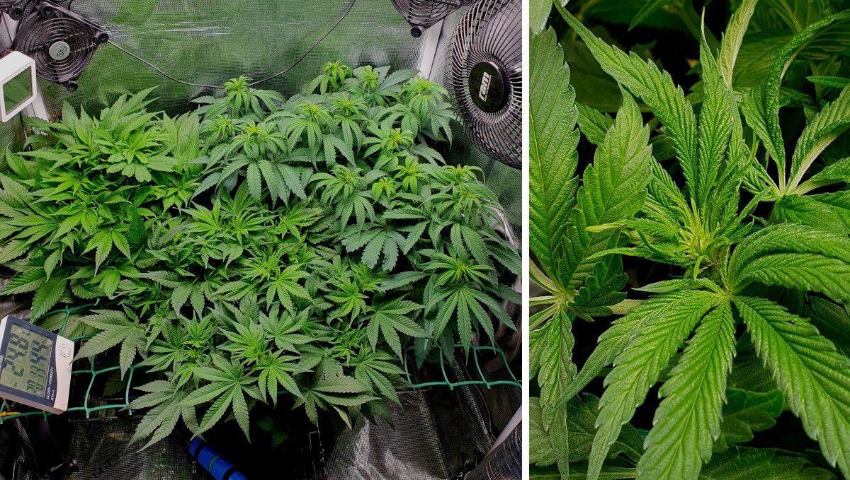Tropicana Cookies FF cannabis strain: transition (pre-flower) | week 7 | indoor plants in a ScrOG setup transitioning to flowering and a closeup of a top on the brink of budding
