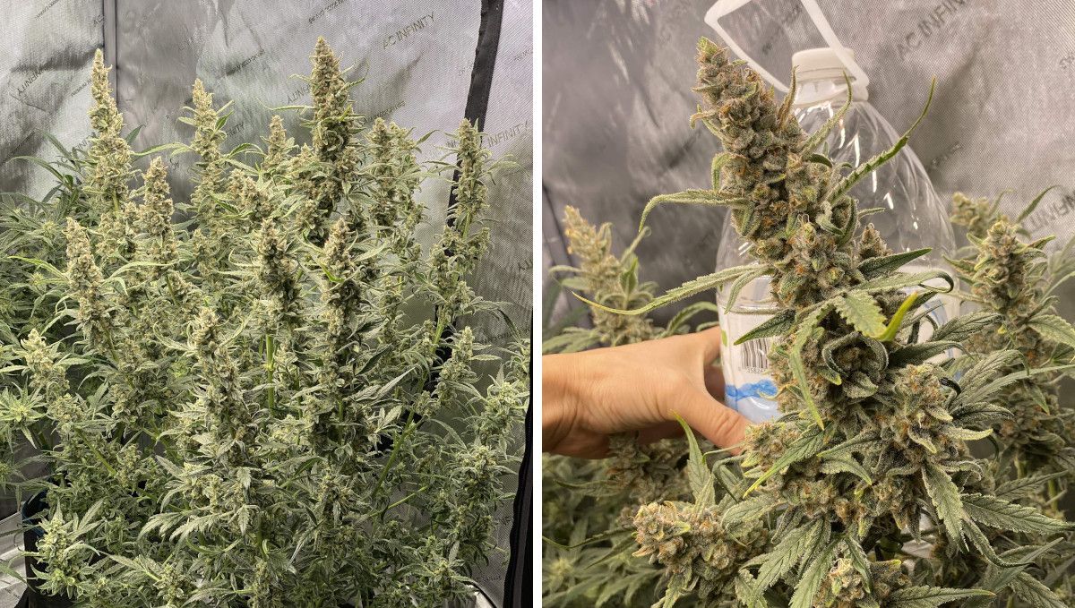 Gorilla Punch Auto cannabis strain: ripening and harvest | weeks 10 | a huge multi-branch indoor plant and a grower's hand as he's holding a plastic bottle close to a cola for comparison