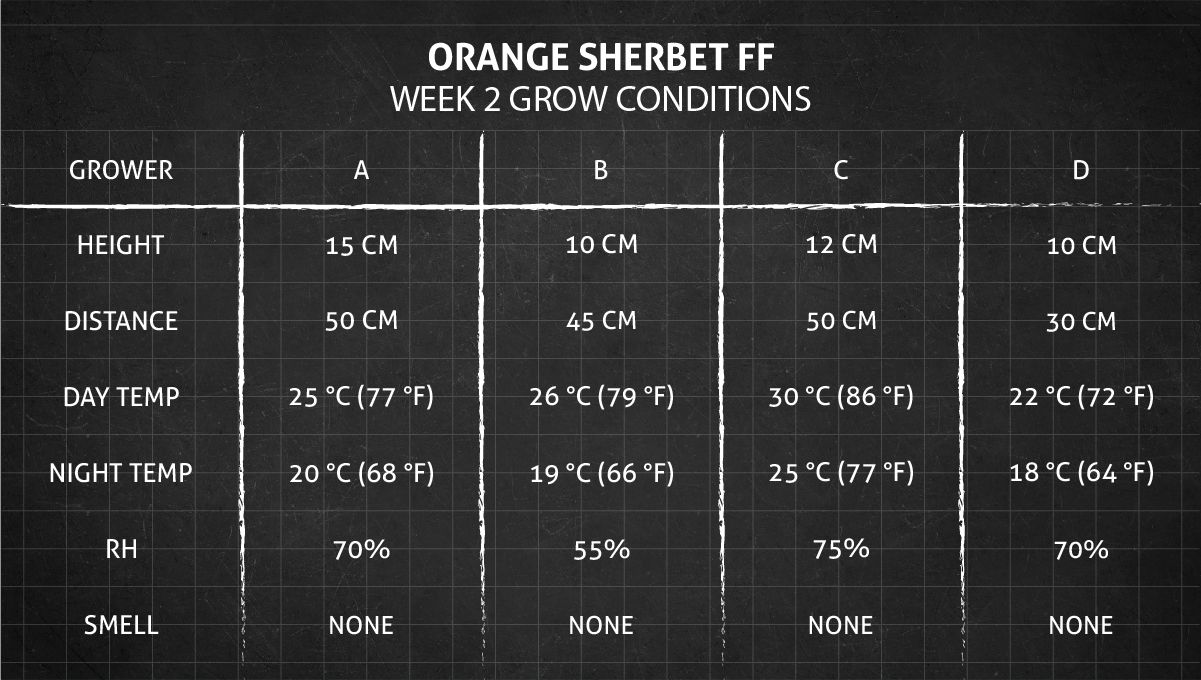 Orange Sherbet FF cannabis strain: week 2 grow conditions Orange Sherbet FF cannabis strain: week 2 grow conditions