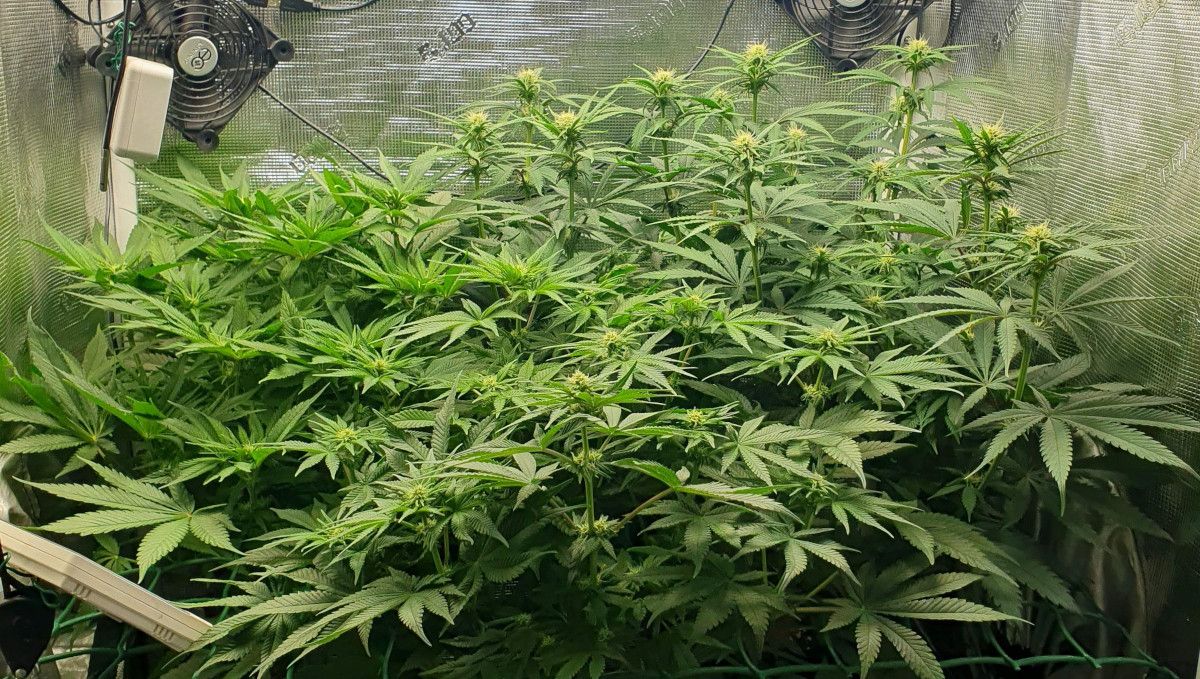 Gorilla Cookies FF cannabis strain: early flower | an indoor plant with a flat canopy and multiple branches Gorilla Cookies FF cannabis strain: early flower | an indoor plant with a flat canopy and multiple branches