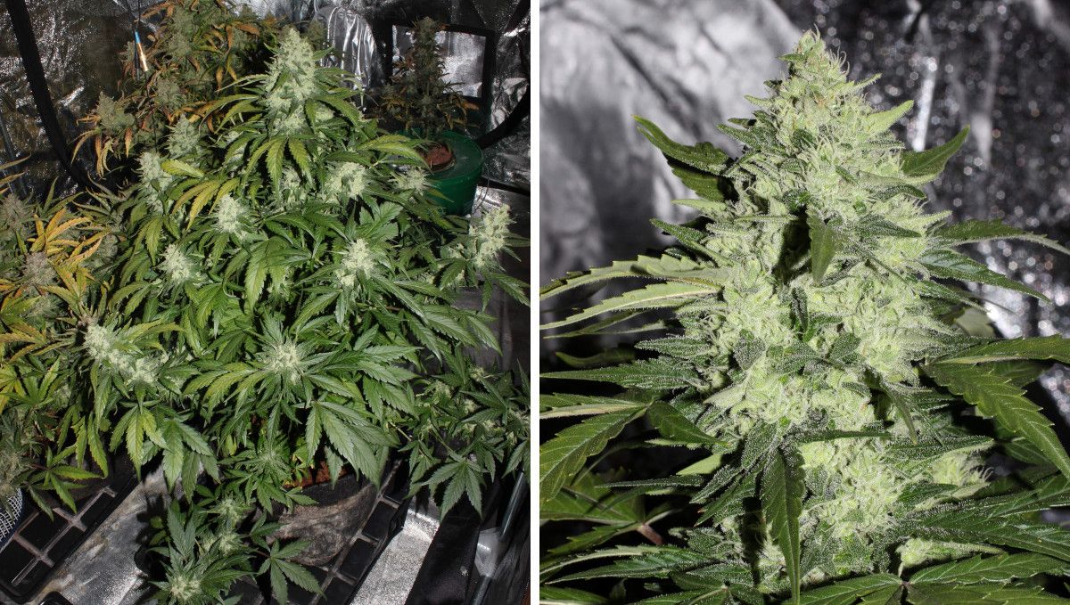 Mexican Airlines Auto cannabis strain: mid flower (bulk phase) | weeks 8-9 | an indoor autoflower with huge and massive buds and a closeup of the main bud