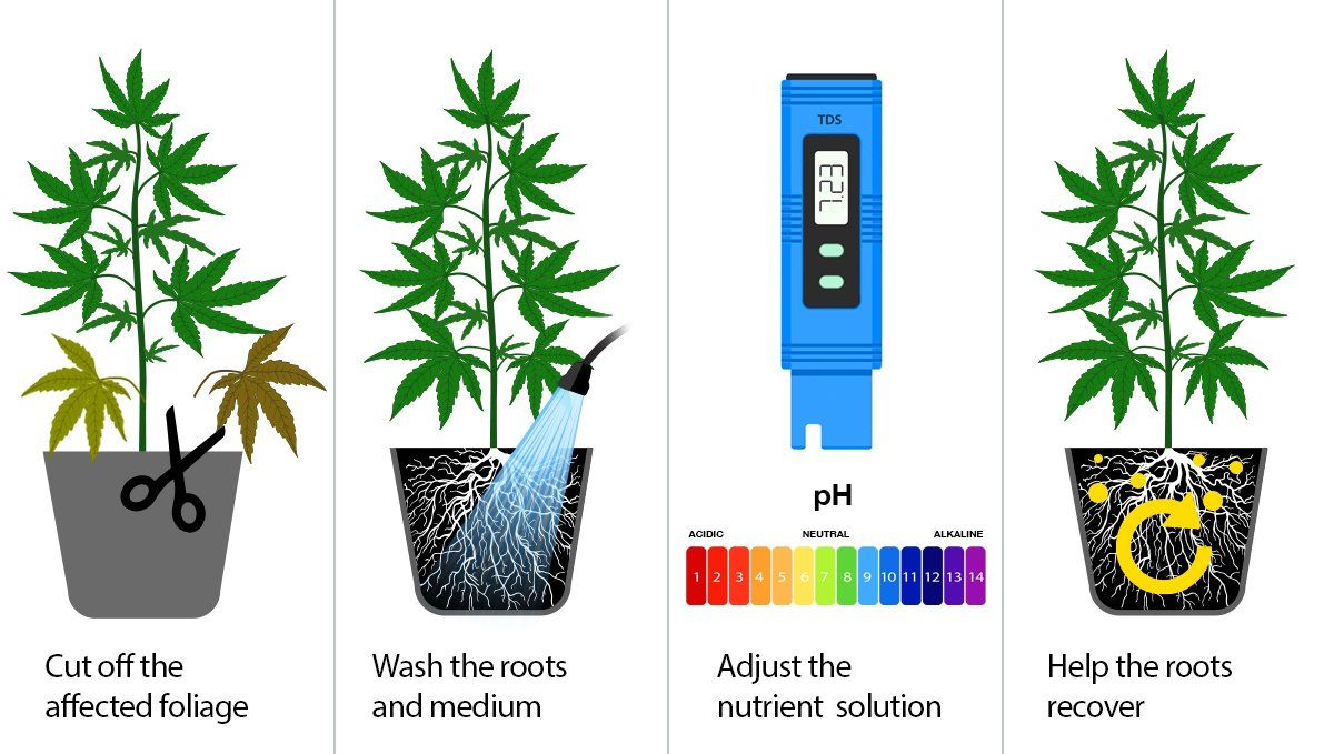 Los 4 pasos a seguir para remediar las quemaduras por nutrientes