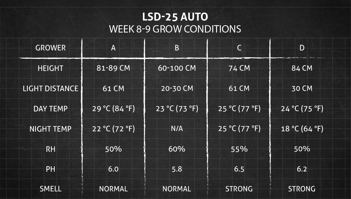 LSD-25 Auto cannabis strain: weeks 8-9 grow conditions