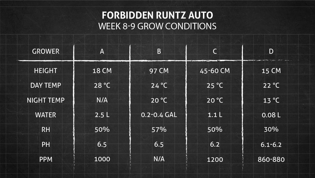 Forbidden Runtz Auto Cannabis Strain Week-by-Week Guide: Weeks 8-9 grow conditions Forbidden Runtz Auto Cannabis Strain Week-by-Week Guide: Weeks 8-9 grow conditions
