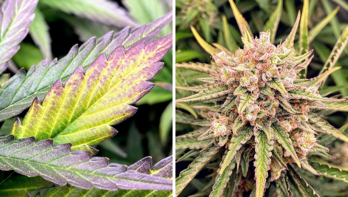 Gorilla Auto Cannabis Strain Week-by-Week Guide: A closeup of a cannabis leaf that has faded on the eve of harvest, with yellow color in the middle and purple edges and a closeup of a perfectly mature frosty and purplish bud Gorilla Auto Cannabis Strain Week-by-Week Guide: A closeup of a cannabis leaf that has faded on the eve of harvest, with yellow color in the middle and purple edges and a closeup of a perfectly mature frosty and purplish bud
