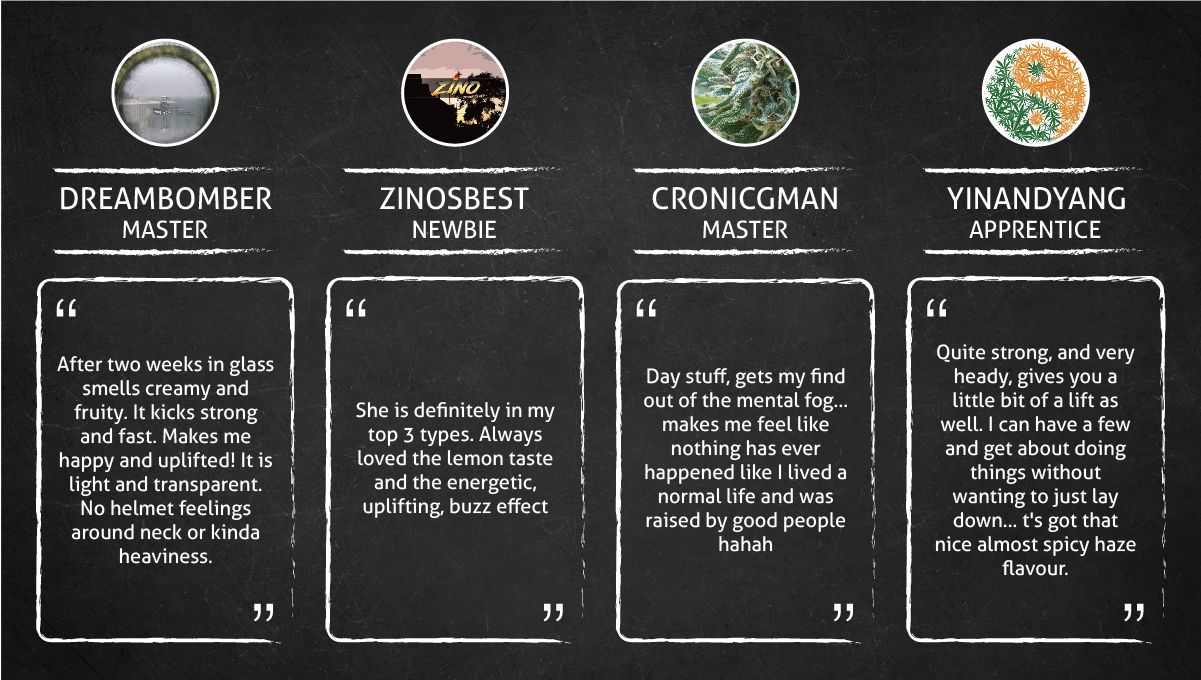 Super Lemon Haze Auto cannabis strain: smokers’ quotes Super Lemon Haze Auto cannabis strain: smokers’ quotes