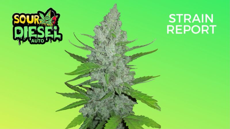 Sour Diesel Auto