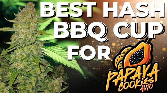 Best Hash for Papaya Cookies by Fast Buds | Chubbs wins Universe BBQ Cup in Germany