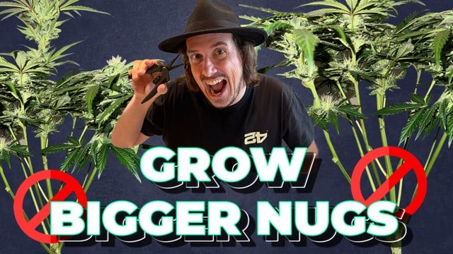 How to grow Bigger and Denser Nugs | Lollipopping, Defoliation & Pruning with Fast Buds
