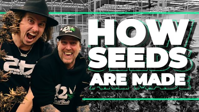 How Cannabis Seeds are made | Behind the Scenes of Fast Buds
