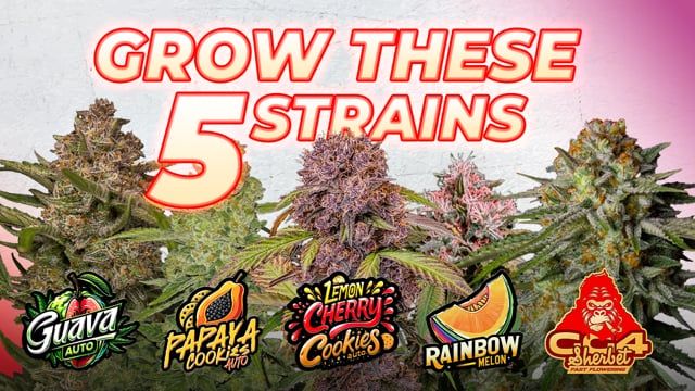 Top 5 Must Grow Strains 2024