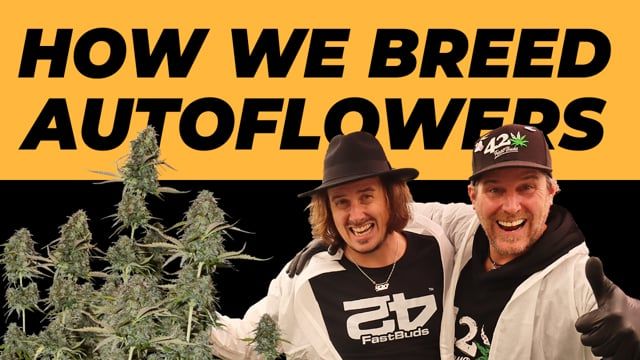How We Breed Autoflowers | Behind the scenes of Fast Buds