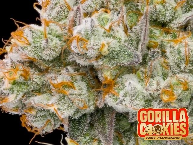 strains spin shots 4:3