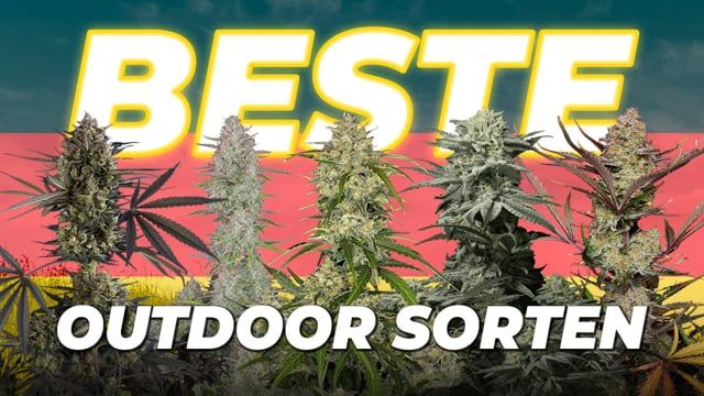 10 outdoor strains deutsch