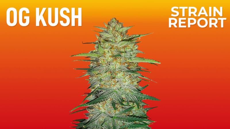 Og Kush