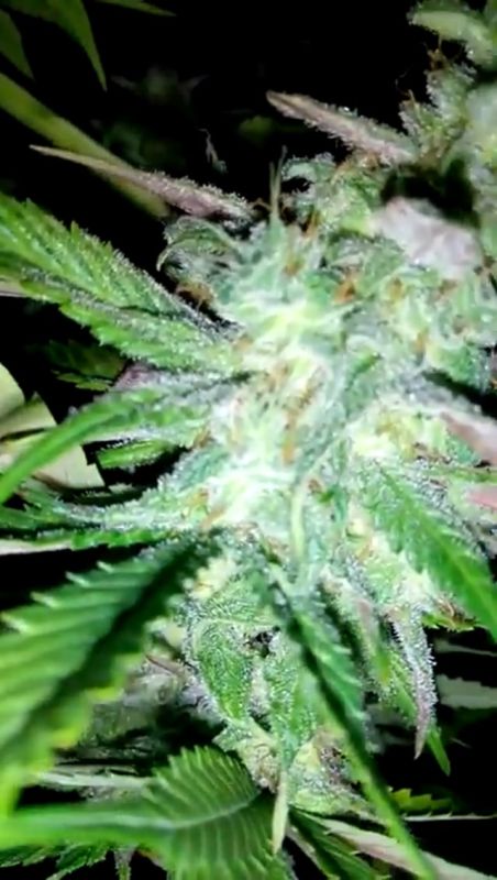 Fast Buds - Blackberry: Late Flowering Stage