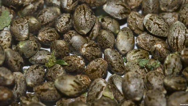 Fast Buds - Girl Scout Cookies Auto: Seed to Harvest