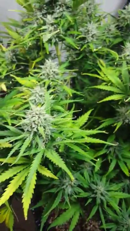 Fast Buds - Tangie'Matic: Mid Flowering Stage